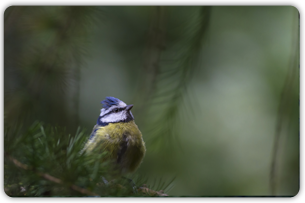52_97_photo_17p52.png